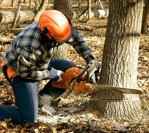 Tree Removal in Brewer, ME